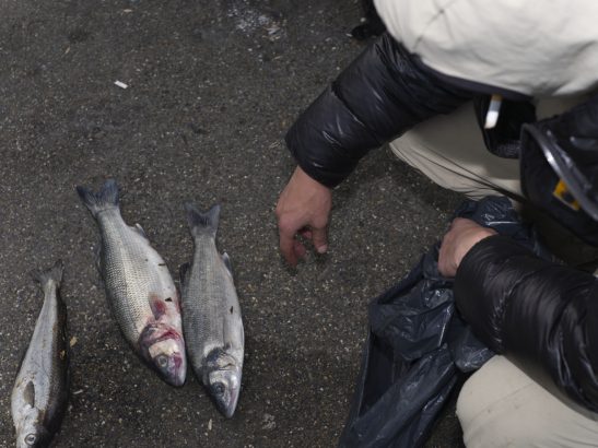 Man showing his catch of the day in den Hague Scheveningen.